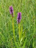 Dactylorhiza_incarnata_br7382