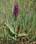 Dactylorhiza_majalis_4727