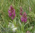 Dactylorhiza_majalis_aa8367