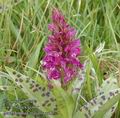 Dactylorhiza_majalis_aa8375