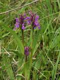 Dactylorhiza_majalis_br6118