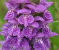 Dactylorhiza_majalis_br6125