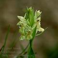 Dactylorhiza_sambucina_ae2481