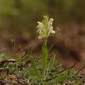 Dactylorhiza_sambucina_ae2488