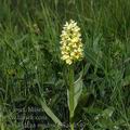 Dactylorhiza_sambucina_ak4549