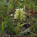 Dactylorhiza_sambucina_ak4571