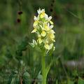 Dactylorhiza_sambucina_ak4584