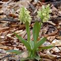 Dactylorhiza_sambucina_dc7810