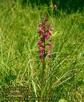 Dactylorhiza_traunsteineri_4134