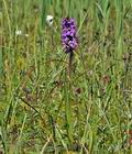 Dactylorhiza_traunsteineri_bu0382