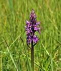 Dactylorhiza_traunsteineri_bu0414