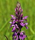 Dactylorhiza_traunsteineri_bu0417