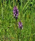 Dactylorhiza_traunsteineri_bu0444