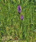 Dactylorhiza_traunsteineri_bu0455