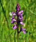 Dactylorhiza_traunsteineri_bu0458