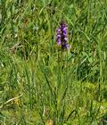 Dactylorhiza_traunsteineri_bu0468