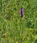 Dactylorhiza_traunsteineri_bu0468