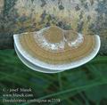 Daedaleopsis_confragosa_ac2358