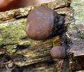 Daldinia_concentrica_bv3862