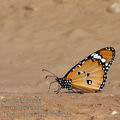 Danaus_chrysippus_bb2903