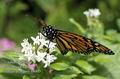 Danaus_plexippus_fb6815