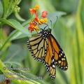 Danaus_plexippus_fb6829