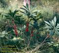 Daphne_mezereum_4139