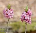 Daphne_mezereum_aa4230