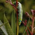 Daphnis_nerii_ag3210