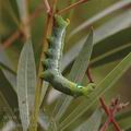 Daphnis_nerii_ag3245