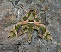 Daphnis_nerii_cz7003s