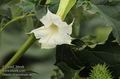 Datura_stramonium_a6221