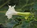 Datura_stramonium_a6226