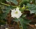 Datura_stramonium_a6228