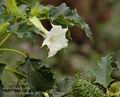 Datura_stramonium_a6230