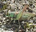 Decticus_verrucivorus_a6559