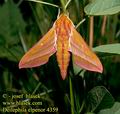 Deilephila_elpenor_4359
