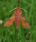 Deilephila_porcellus_bs1164