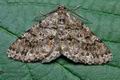 Deileptenia_ribeata_cd5765s