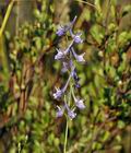 Delphinium_halteratum_bg8684