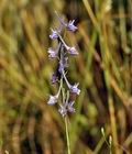 Delphinium_halteratum_bg8686