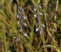 Delphinium_halteratum_bg8691