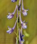 Delphinium_halteratum_bg8693