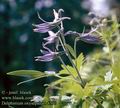 Delphinium_oxysepalum_4730