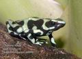 Dendrobates_auratus_dd4888