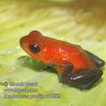 Dendrobates_pumilio_dd4882