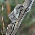 Dendrolimus_pini_bg4679
