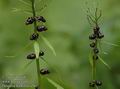 Dentaria_bulbifera_a561