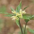 Dentaria_enneaphyllos_ag9482