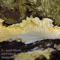 Dentipellis_fragilis_aj2228
